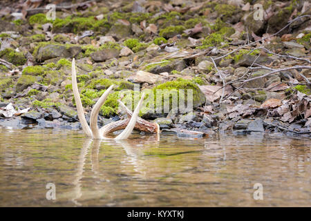 Whitetail Shed Antler in Wasser Reflexion Stockfoto