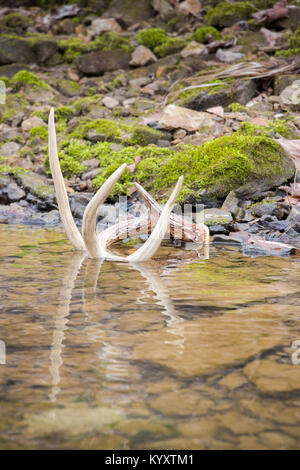 Whitetail Shed Antler in Wasser Reflexion Stockfoto