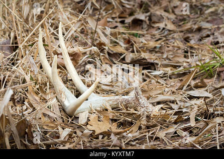 Whitetail Shed Antler in Unkraut Stockfoto