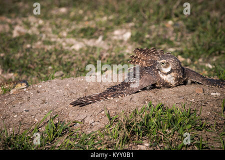 Grabende Eule (Athene cunicularia) grabende Eule in prarrie Hund hole, Flügel Flair, bull Snake, Captive, Boulder, Colorado Stockfoto