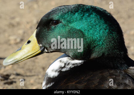 Portrait von männlich Mischling Schwarz Schwedisch und Cayuga Ente und Stockente Drake wild lebenden Stockfoto