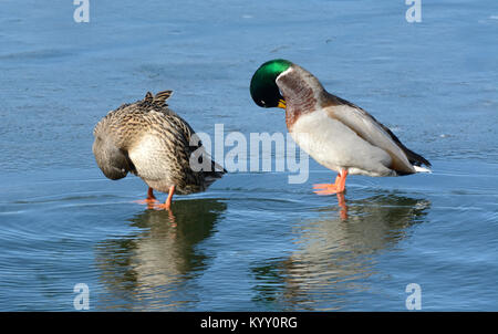 Stockente Henne und Drake paar Enten Federn herauszuputzen, während er auf Eis einfrieren See auf dem windigen Winter Stockfoto