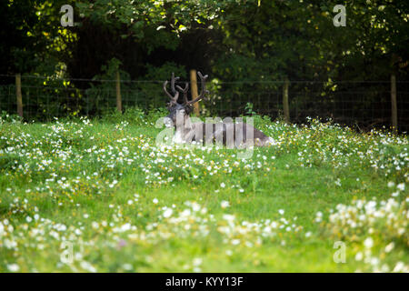 Rotwild sitzen auf Wiese Stockfoto