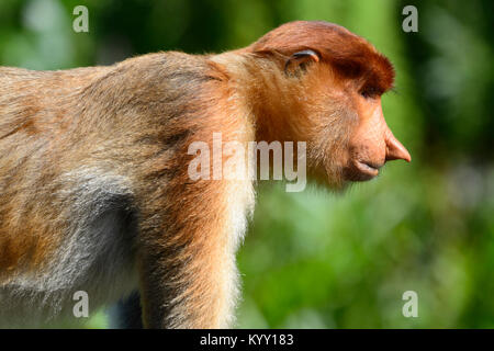Porträt einer Proboscis Affen (Nasalis larvatus), Proboscis Monkey Heiligtum, Labuk Bay, in der Nähe von Sandakan, Borneo, Sabah, Malaysia Stockfoto