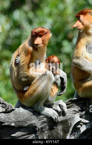 Eine Familie von Nasenaffen (Nasalis larvatus), Proboscis Monkey Heiligtum, Labuk Bay, in der Nähe von Sandakan, Borneo, Sabah, Malaysia Stockfoto