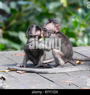 Adorable/Long-tailed Makaken (Macaca fascicularis) spielen, Labuk Bay, in der Nähe von Sandakan, Borneo, Sabah, Malaysia Stockfoto