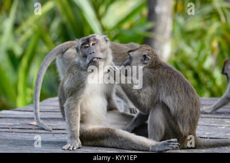 Ein paar Long-tailed Makaken (Macaca fascicularis) pflegen, Labuk Bay, in der Nähe von Sandakan, Borneo, Sabah, Malaysia Stockfoto