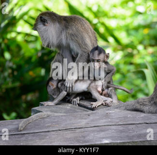 Eine Mutter und ihre zwei Long-tailed Makaken (Macaca fascicularis), Labuk Bay, in der Nähe von Sandakan, Borneo, Sabah, Malaysia Stockfoto