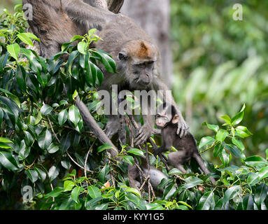 Eine Mutter lange Makaken (Macaca fascicularis) Ihr Baby schützen, Labuk Bay, in der Nähe von Sandakan, Borneo, Sabah, Malaysia tailed Stockfoto