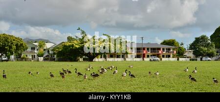 Herde Spaltfußgänse, Townsville, Queensland, Australien Stockfoto