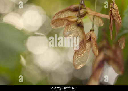 In der Nähe von Sycamore Samen am Baum Stockfoto