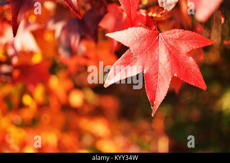 In der Nähe von Ahorn Blätter im Herbst Stockfoto