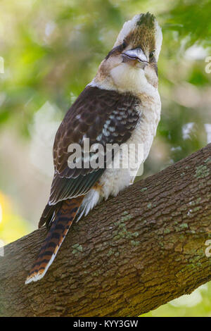 Kookaburras sind terrestrische Baum eisvögel der Gattung Dacelo, beheimatet in Australien und Neuguinea, die zwischen 28 - 42 cm (11 - 17 Zoll) in Länge. Stockfoto