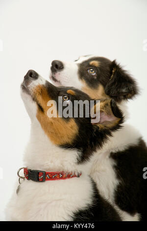 Nette junge Border Collie Welpen suchen und warten Stockfoto