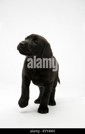 Nette junge schwarze Labrador Welpe einen Schritt Stockfoto