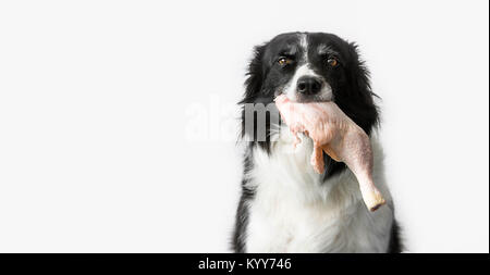 Hund rohes Fleisch zu essen. Schwarze und Weiße Border Collie mit rohem Huhn Oberschenkel im Mund. Weißer Hintergrund. Barf Methode. Stockfoto