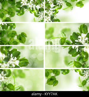 Grüne Blätter, Frühling und Sommer einstellen Stockfoto