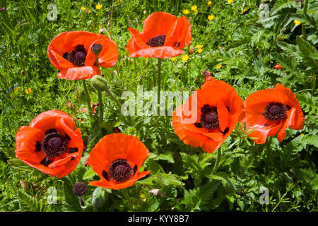 Sizx vibrant red poppy Blumen in einem Garten der wilden Blume Grenze Stockfoto