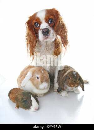 Tiere zusammen. Echtes Haustier Freunde. Kaninchen Hund Meerschweinchen Tier Freundschaft. Haustiere Liebt einander. Süße schöne Cavalier King Charles Spaniel Welpen ca Stockfoto