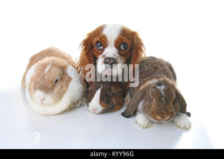 Tiere zusammen. Echtes Haustier Freunde. Kaninchen Hund Meerschweinchen Tier Freundschaft. Haustiere Liebt einander. Süße schöne Cavalier King Charles Spaniel Welpen ca Stockfoto