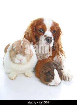 Tiere zusammen. Echtes Haustier Freunde. Kaninchen Hund Meerschweinchen Tier Freundschaft. Haustiere Liebt einander. Süße schöne Cavalier King Charles Spaniel Welpen ca Stockfoto