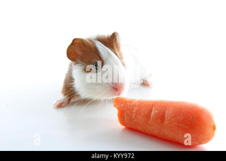 Meerschweinchen essen Karotte in Studio weißen Hintergrund. Isoliert weißer PET-Foto. Sheltie peruanischen Schweine mit symmetrischen Muster. Inländische Meerschweinchen Cavia Stockfoto