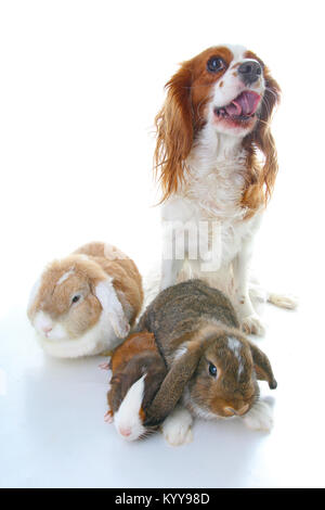 Tiere zusammen. Echtes Haustier Freunde. Kaninchen Hund Meerschweinchen Tier Freundschaft. Haustiere Liebt einander. Süße schöne Cavalier King Charles Spaniel Welpen ca Stockfoto