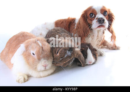 Tiere zusammen. Echtes Haustier Freunde. Kaninchen Hund Meerschweinchen Tier Freundschaft. Haustiere Liebt einander. Süße schöne Cavalier King Charles Spaniel Welpen ca Stockfoto