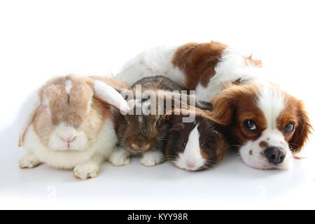 Tiere zusammen. Echtes Haustier Freunde. Kaninchen Hund Meerschweinchen Tier Freundschaft. Haustiere Liebt einander. Süße schöne Cavalier King Charles Spaniel Welpen ca Stockfoto