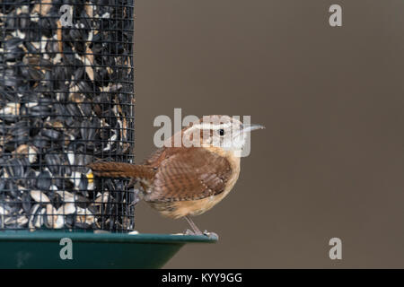 Carolina Wren auf Saatgut Einzug. Stockfoto