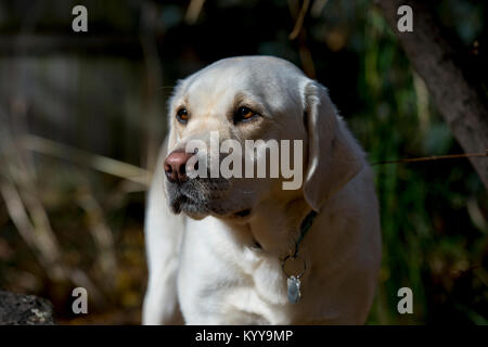 Gelber Labrador retriever Stockfoto