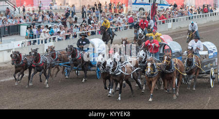 Chuckwagons Line-up oder Racing bei der Calgary Stampede, Calgary, Alberta, Kanada Stockfoto