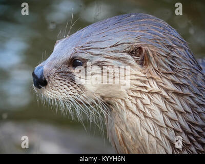 Kopf und Schultern Porträt einer North American River otter Lontra canadensis - captive Tier in Slimbridge in Gloucestershire, Großbritannien Stockfoto