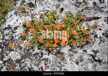 Scarlet pimpernel Anagallis arvensis wächst auf Kalkstein Felsen an Crook Höhepunkt in den Mendip Hills von Somerset UK Stockfoto