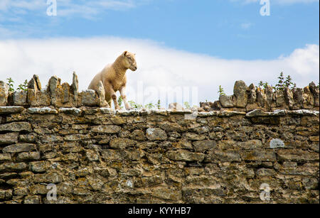 Schafe betrachten das Springen über eine Mauer aus Stein auf grünere Weiden - South Wales, Großbritannien Stockfoto