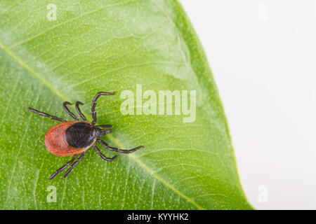 Close-up von Castor bean Klicken Sie auf ein grünes Blatt. Ixodes ricinus. Gefährliche Parasiten und Träger der Infektion wie Enzephalitis und Borreliose. Stockfoto
