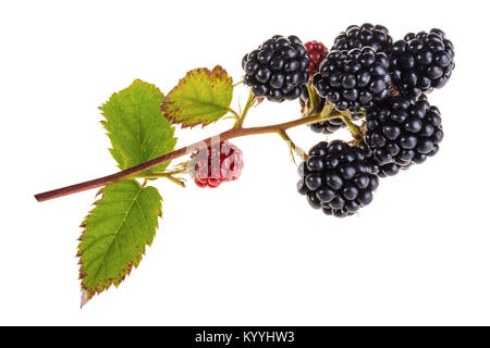 Zweig der Dornbusch auf weißem Hintergrund. Paar schöne reife Brombeeren mit grünen Blättern. Stockfoto