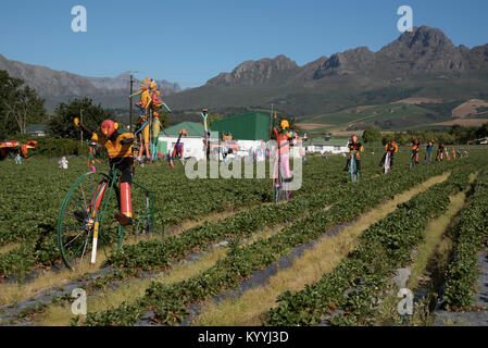 Stellenbosch Somerset West Road in der Western Cape Südafrika. Dezember 2017. Scarcrows auf einem strawberry Farm Stockfoto