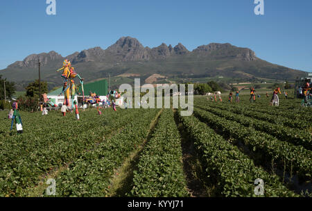 Stellenbosch Somerset West Road in der Western Cape Südafrika. Dezember 2017. Scarcrows auf einem strawberry Farm Stockfoto