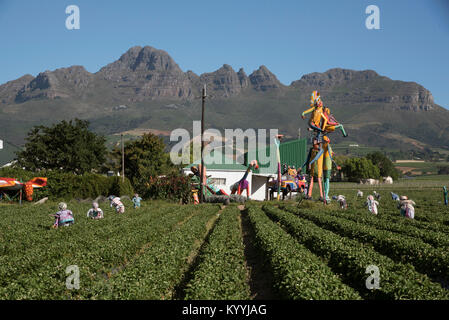 Stellenbosch Somerset West Road in der Western Cape Südafrika. Dezember 2017. Scarcrows auf einem strawberry Farm Stockfoto