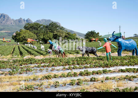 Stellenbosch Somerset West Road in der Western Cape Südafrika. Dezember 2017. Scarcrows auf einem strawberry Farm Stockfoto