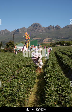 Stellenbosch Somerset West Road in der Western Cape Südafrika. Dezember 2017. Scarcrows auf einem strawberry Farm Stockfoto