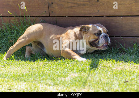 Englische Bulldogge spielend in den Schatten Stockfoto