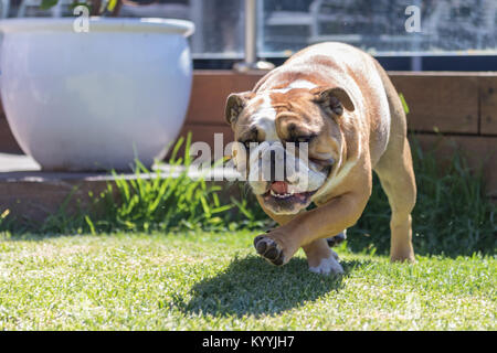 Englische Bulldogge Strutting auf dem Rasen Stockfoto