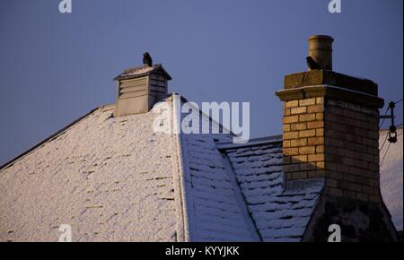 Dohlen auf schneebedeckten Dach in Großbritannien Stockfoto