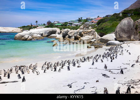 Boulders Bay Pinguin Kolonie afrikanischer Jackass Pinguine am Boulders Beach, Cape Provinz, Südafrika Stockfoto