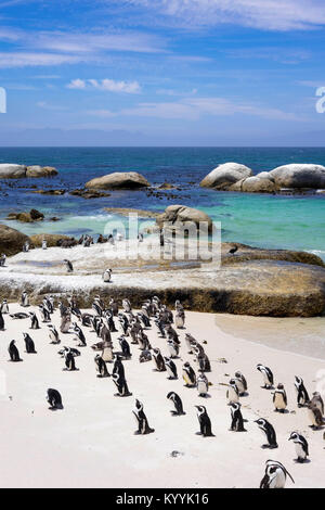 Der Pinguin Kolonie Boulders Beach, Cape Provinz, Südafrika Stockfoto