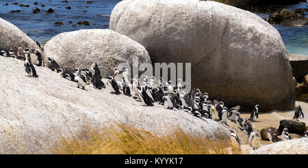 Pinguine am Boulders Beach in der Provinz Kap, Südafrika Stockfoto