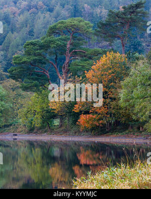 Anfang Herbst Farbe, auf einem nebligen Morgen, in den Bäumen rund um den See Coniston, Lake District, Vereinigtes Königreich Stockfoto