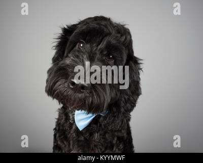 Porträt eines Tierhundes (Cockapoo) in Großbritannien. Stockfoto